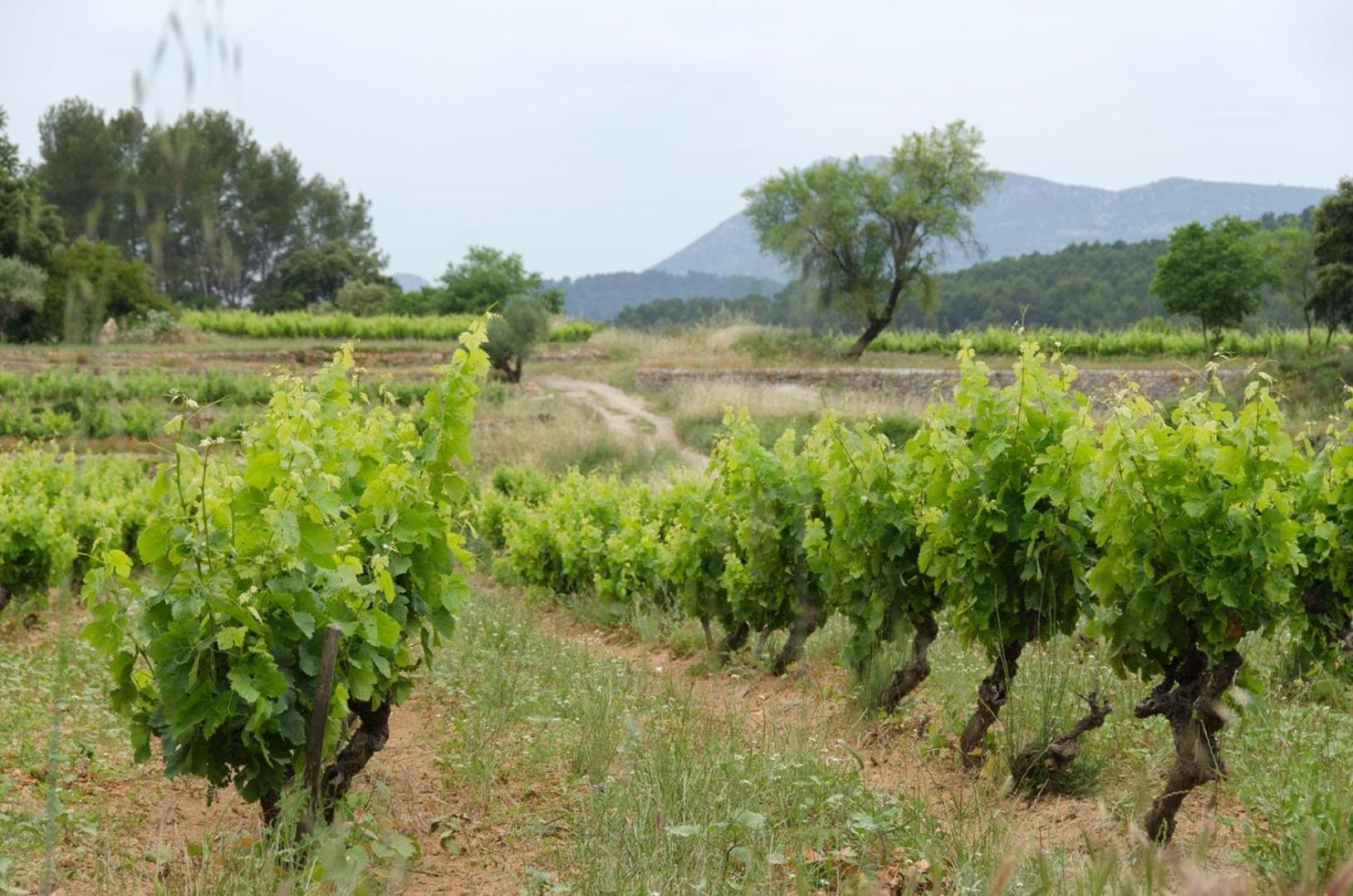 La Maison De Campagne Carcès Zewnętrze zdjęcie